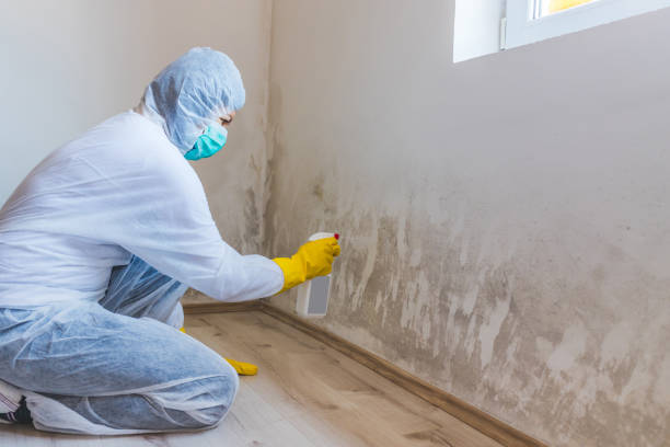 Licensed Mold Inspection service in Terra Ceia, FL - WQB Mold Removal